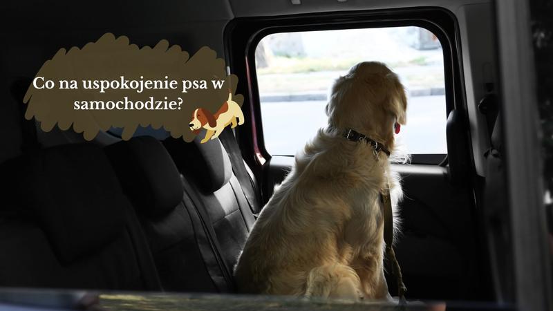 Uspokojenie psa w samochodzie