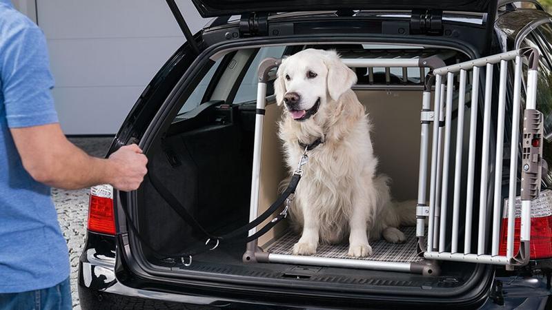 Bezpieczne przewożenie psa