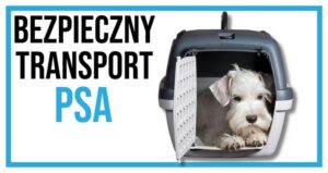 Bezpieczna podróż z pupilem: w czym wozić psa w samochodzie?