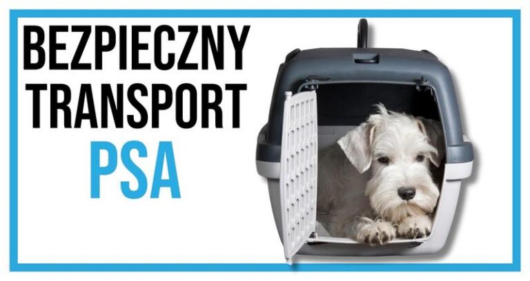 Bezpieczna podróż z pupilem: w czym wozić psa w samochodzie?